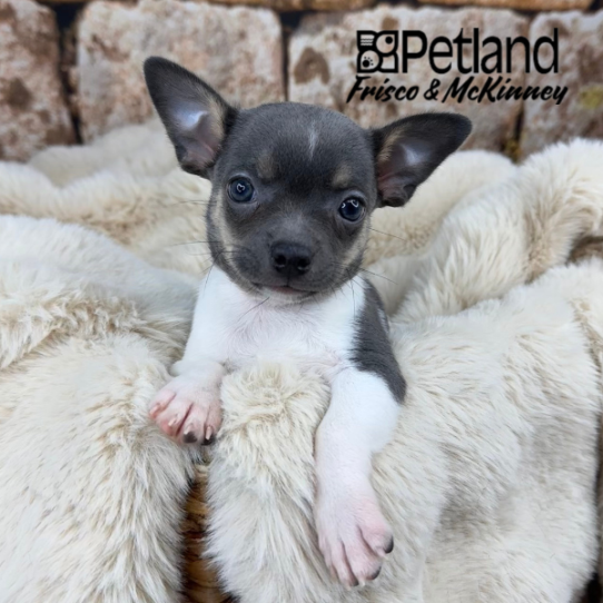 [#252728-02] Blue / Tan M Chihuahua Puppies for Sale