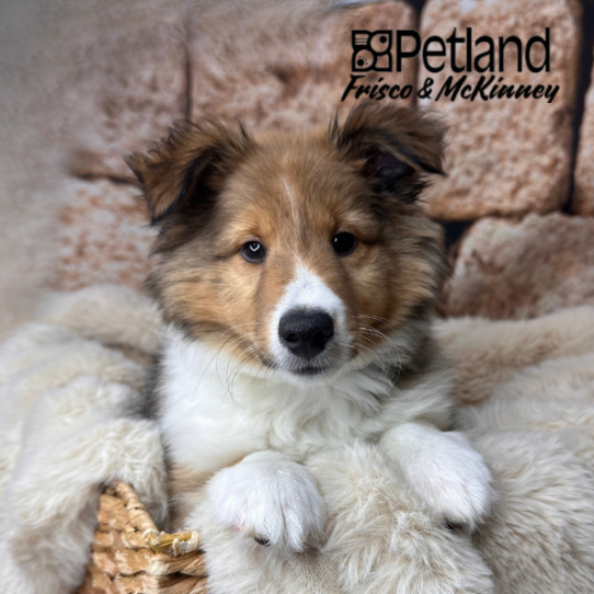 [#252748-01] Sable / White M Shetland Sheepdog Puppies for Sale