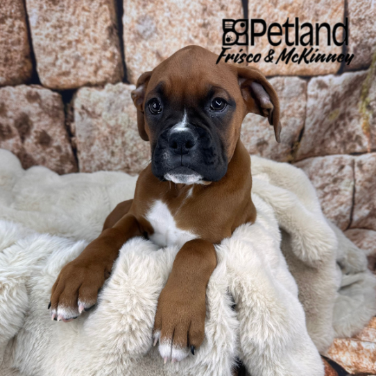 [#252759-01] Mahogany M Boxer Puppies for Sale