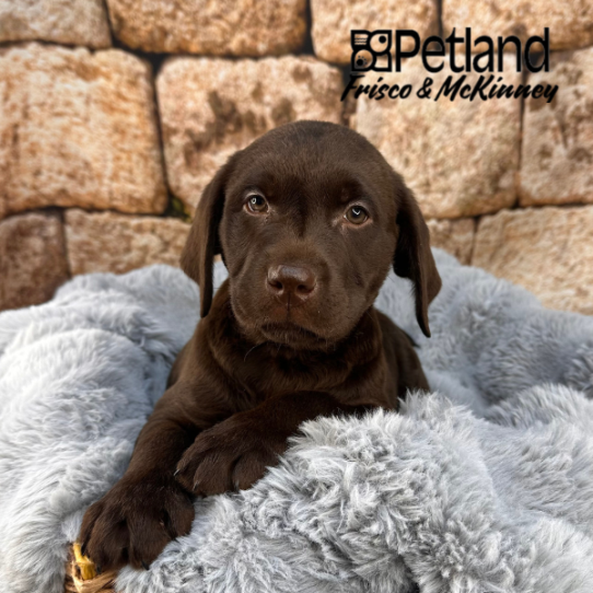[#252771-05] Chocolate M Labrador Retriever Puppies for Sale