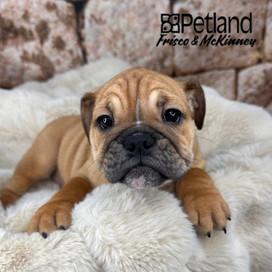 [#2525-04] Red Fawn F Bulldog/Bulldog Mini Puppies for Sale