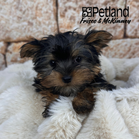 [#25472-01] Black / Tan F Yorkshire Terrier Puppies for Sale