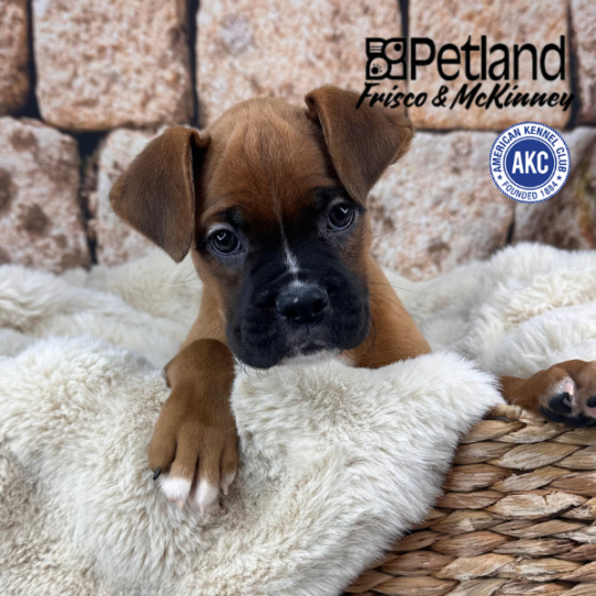 [#25476-01] Mahogany M Boxer Puppies for Sale