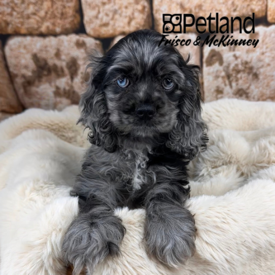 [#25741-01] Blue Merle F Cocker Spaniel Puppies for Sale