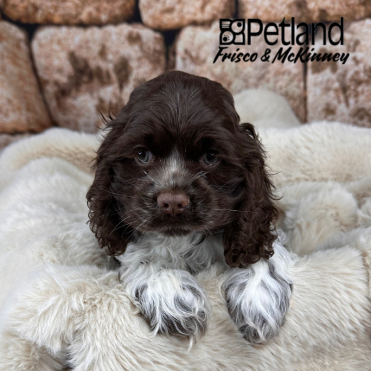 [#25741-02] Chocolate / White F Cocker Spaniel Puppies for Sale