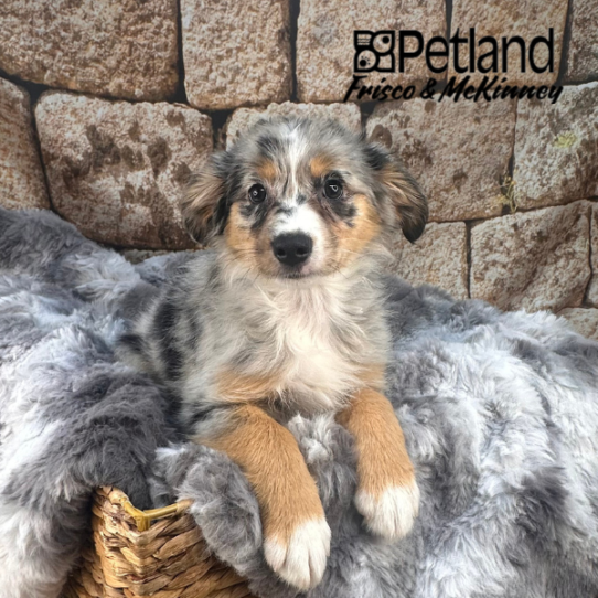 [#M11815] Blue Merle White and Tan F Australian Shepherd Puppies for Sale