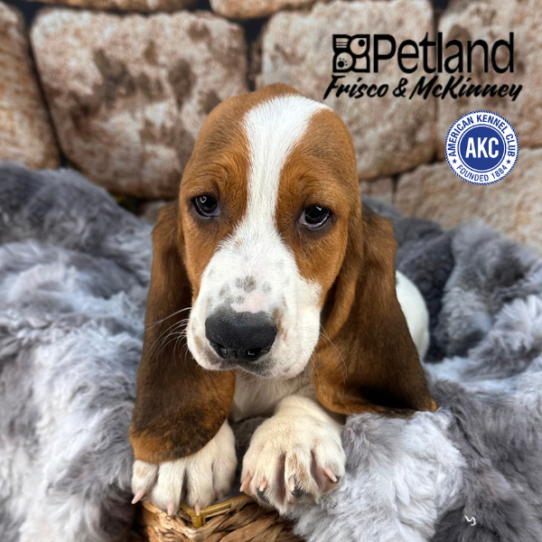 [#M11634] Black White and Tan M Basset Hound Puppies for Sale