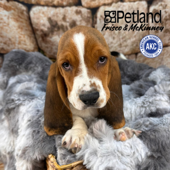 [#M11634] Black White and Tan M Basset Hound Puppies for Sale