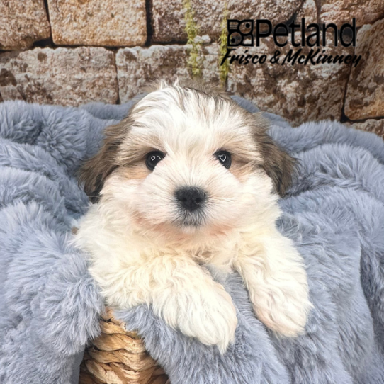 [#25145-07] Gold / White F Teddy Bear Puppies for Sale