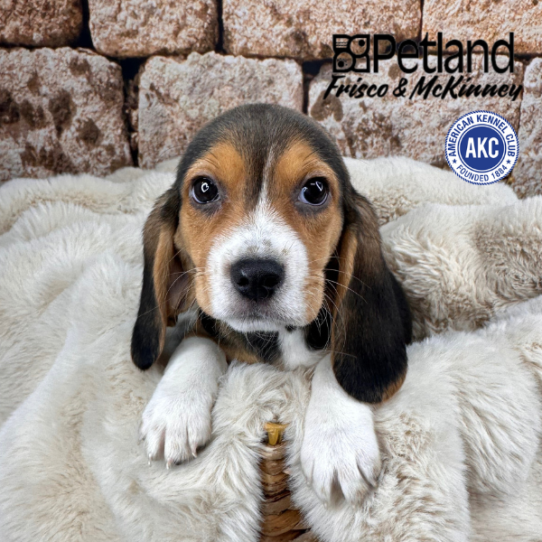 [#M12315] Black White and Tan F Beagle Puppies for Sale