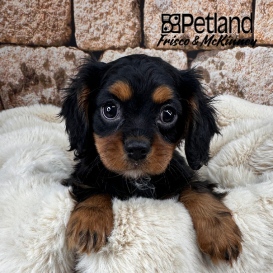 [#M11766] Black and Tan M Cavalier King Charles Spaniel Puppies for Sale