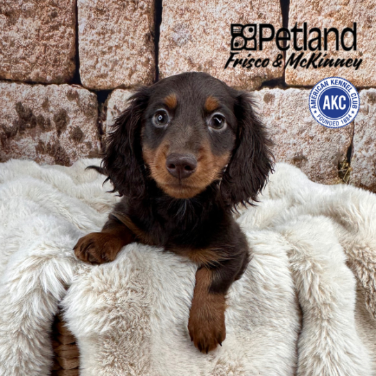 [#M11865] Chocolate and Tan M Dachshund Puppies for Sale