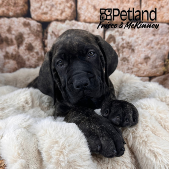 [#M12845] Brindle F English Mastiff Puppies for Sale