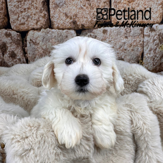 [#M12023] White M Coton De Tulear Puppies for Sale