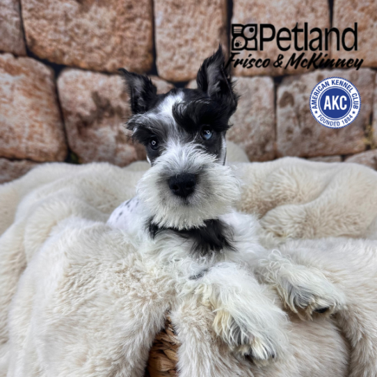 [#M11859] Black and Silver M Miniature Schnauzer Puppies for Sale