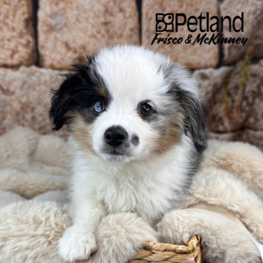 [#M11946] Blue Merle White and Tan M Toy Australian Shepherd Puppies for Sale