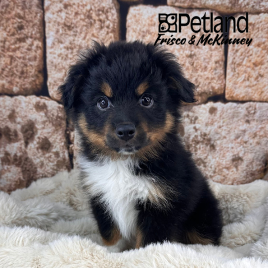 [#M11947] Black Brown and White M Toy Australian Shepherd Puppies for Sale