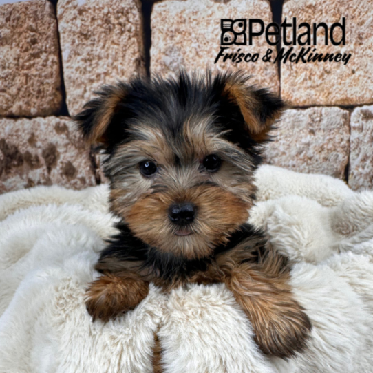 [#M11971] Black and Tan F Yorkshire Terrier Puppies for Sale