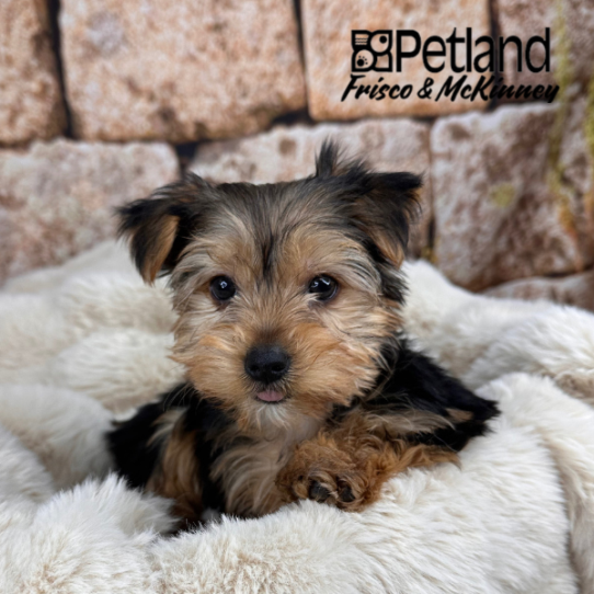 [#M11969] Black and Tan M Yorkshire Terrier Puppies for Sale