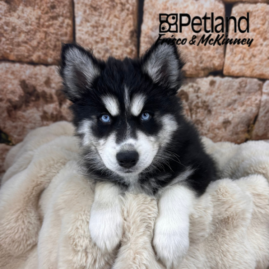 [#M11844] Black Tan and White F Siberian Husky Puppies for Sale
