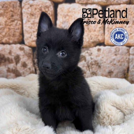[#M13615] Black F Schipperke Puppies for Sale