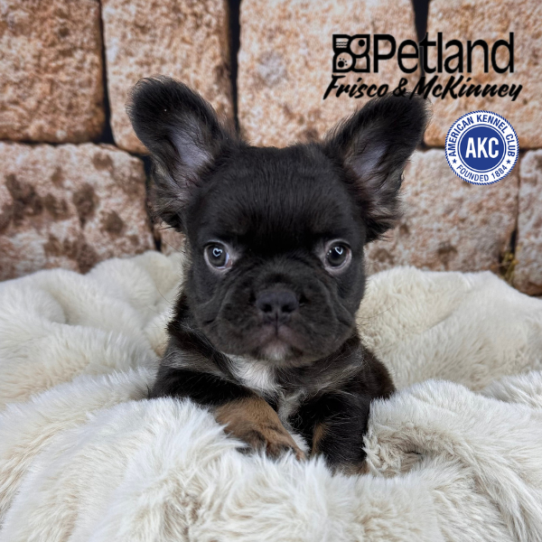 [#M12019] Chocolate and Tan M French Bulldog Puppies for Sale