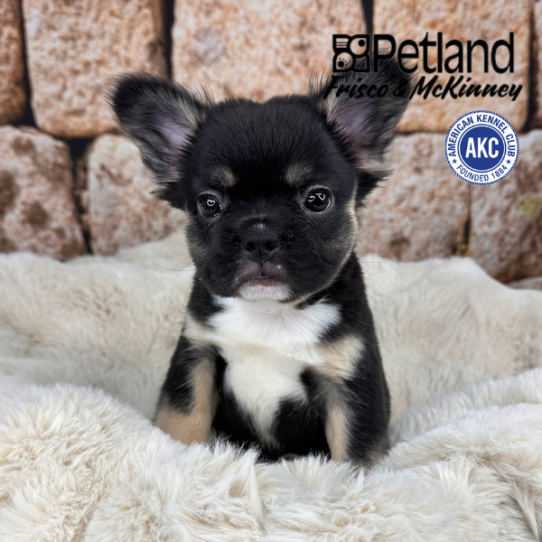 [#M12018] Black and Tan F French Bulldog Puppies for Sale
