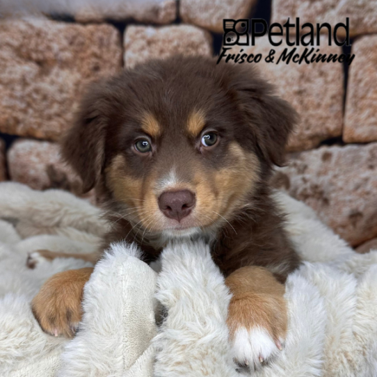 [#M11813] Red M Australian Shepherd Puppies for Sale