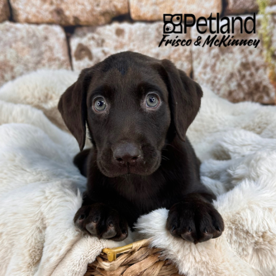 [#252811-04] Chocolate F Labrador Retriever Puppies for Sale