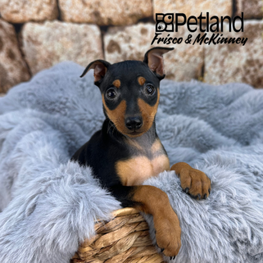 [#252813-01] Black / Tan M Miniature Pinscher Puppies for Sale