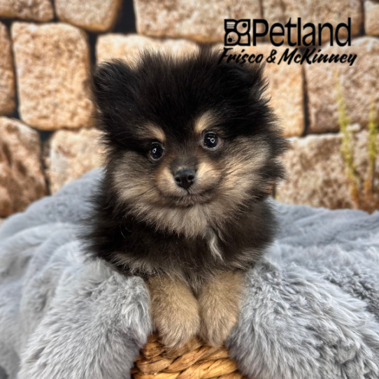 [#252817-02] Black M Pomeranian Puppies for Sale