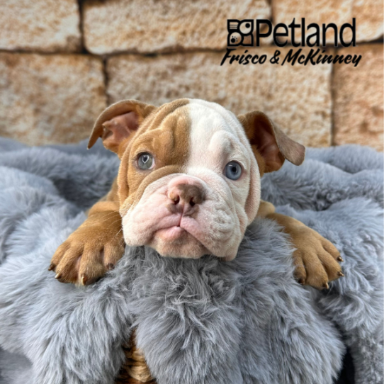 [#252923-03] Fawn Merle F Bulldog Puppies for Sale