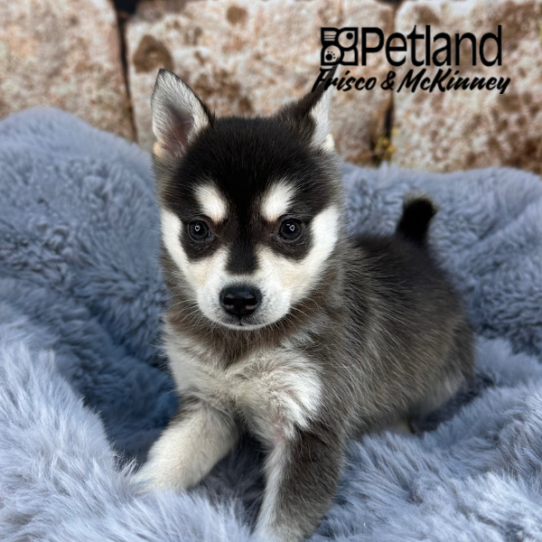 [#252818-01] Black / White M Alaskan Klee Kai Puppies for Sale