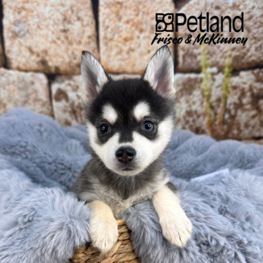 [#252818-02] Black / White M Alaskan Klee Kai Puppies for Sale