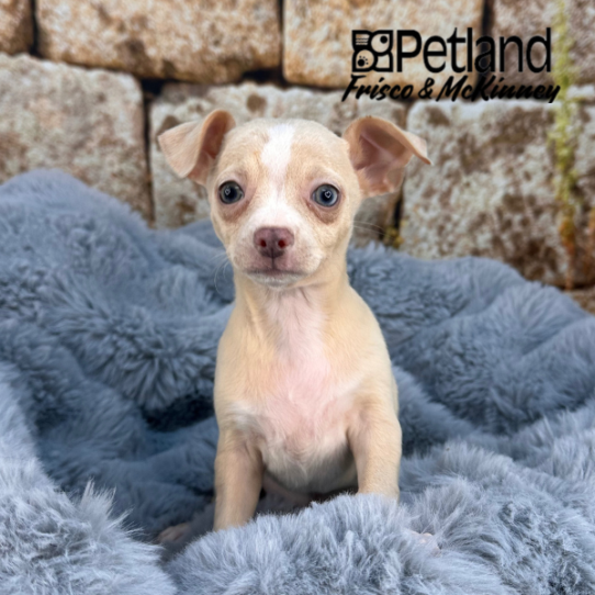[#252828-03] Fawn F Chihuahua Puppies for Sale