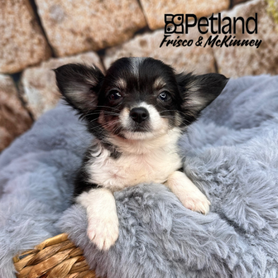 [#252829-01] Black / White M Chihuahua Puppies for Sale