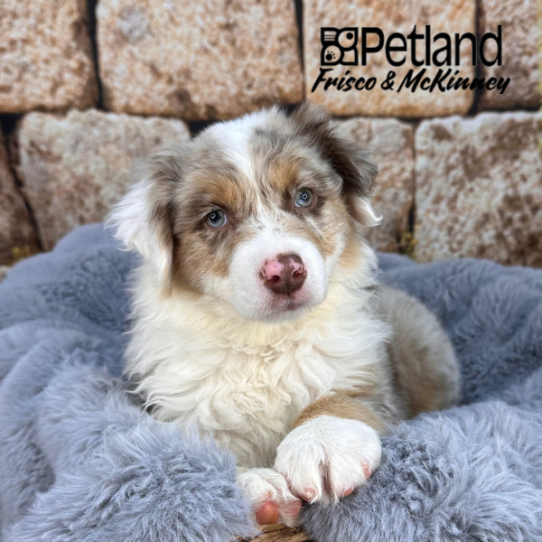 [#252852-01] Red Merle M Australian Shepherd Puppies for Sale