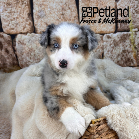 [#252852-02] Blue Merle F Australian Shepherd Puppies for Sale
