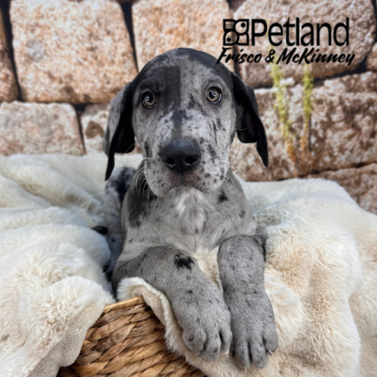 [#252875-02] Blue Merle M Great Dane Puppies for Sale
