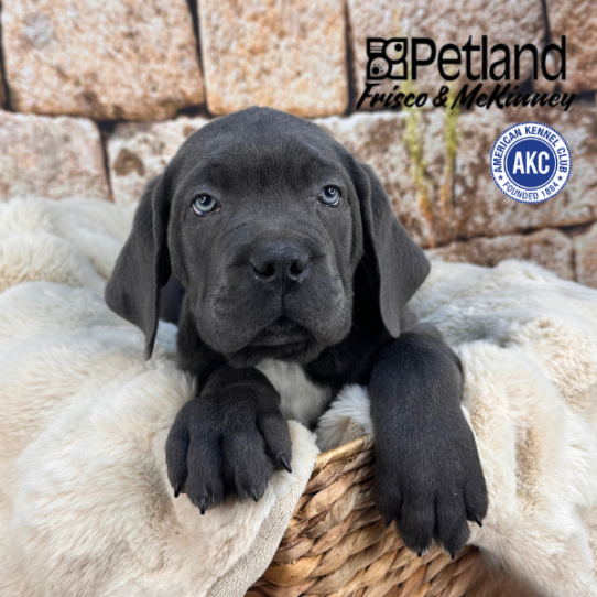 [#252876-02] Blue M Cane Corso Puppies for Sale