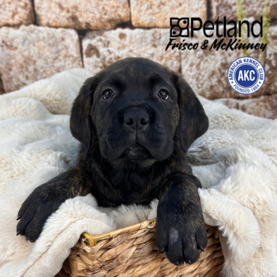 [#252876-04] Brindle F Cane Corso Puppies for Sale