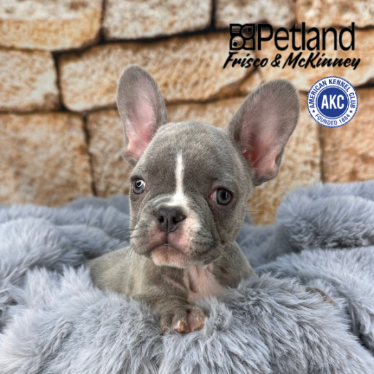 [#252924-02] Blue Brindle F French Bulldog Puppies for Sale