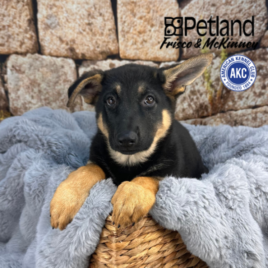[#25513-05] Black / Tan F German Shepherd Dog Puppies for Sale