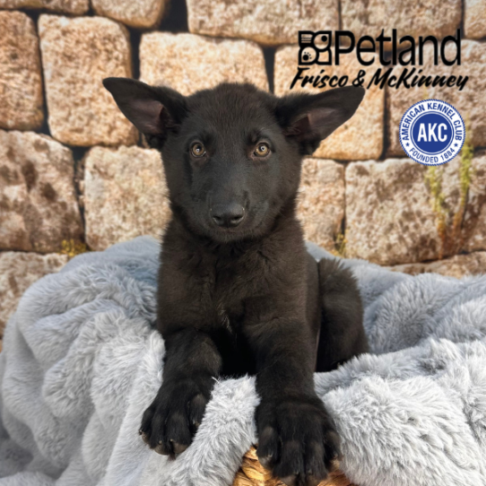 [#25513-03] Black F German Shepherd Dog Puppies for Sale