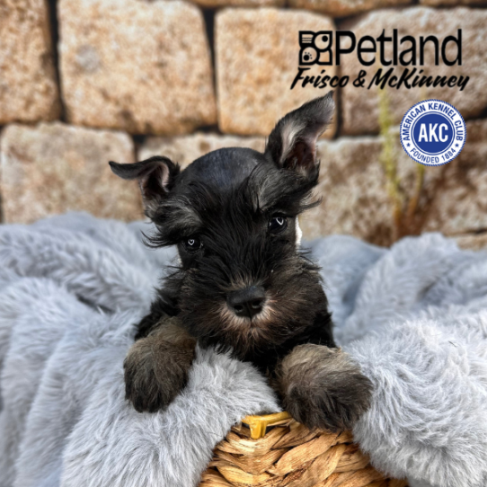 [#25514-04] Black Silver F Miniature Schnauzer Puppies for Sale