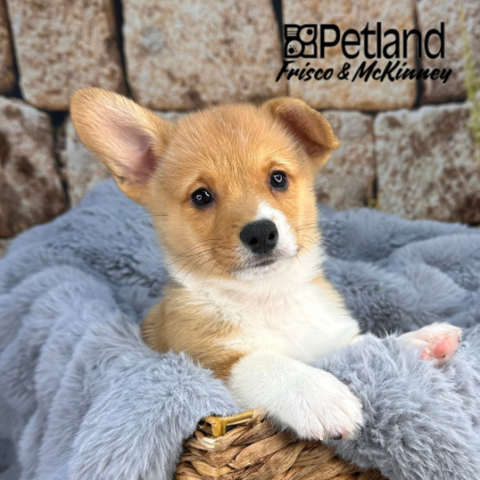 [#25515-02] Sable / White M Pembroke Welsh Corgi Puppies for Sale