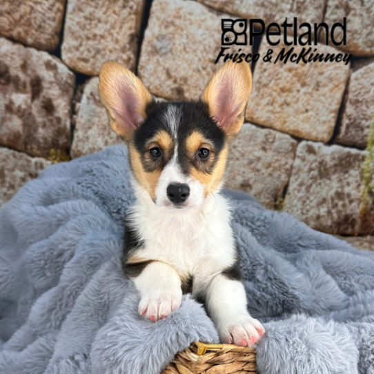 [#25515-07] Black Tan / White F Pembroke Welsh Corgi Puppies for Sale