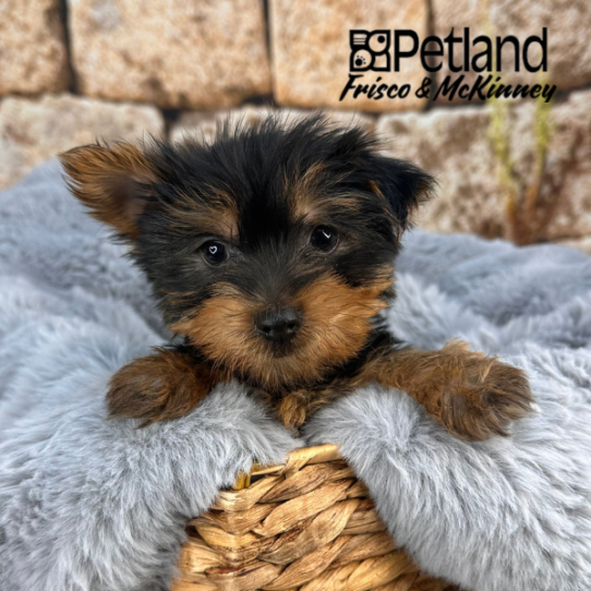[#25524-02] Black / Tan M Yorkshire Terrier Puppies for Sale