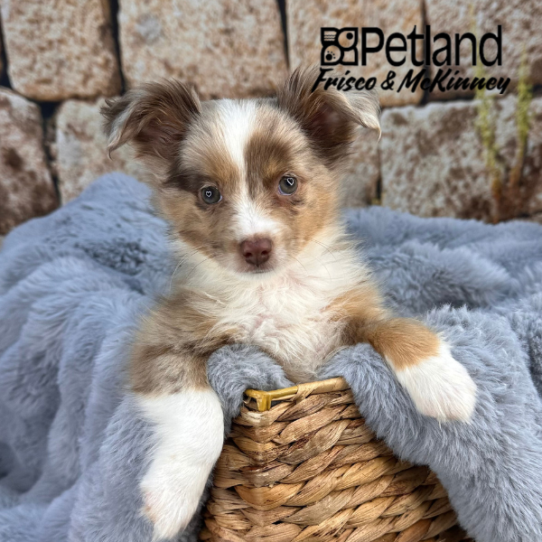 [#25525-01] Red Merle M Miniature Australian Shepherd Puppies for Sale