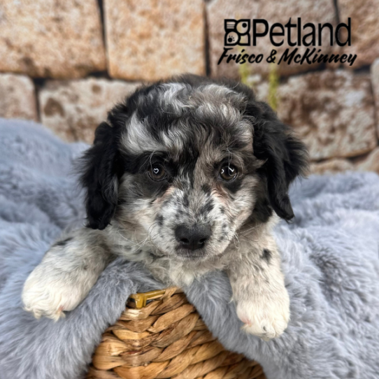 [#25526-03] Blue Merle F Aussiedoodle Mini Puppies for Sale